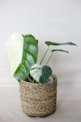 Monstera mint